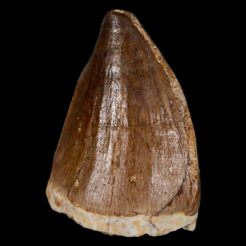 1.5" Mosasaur Prognathodon Fossil Tooth Cretaceous Dinosaur Era COA & Stand - Fossil Age Minerals