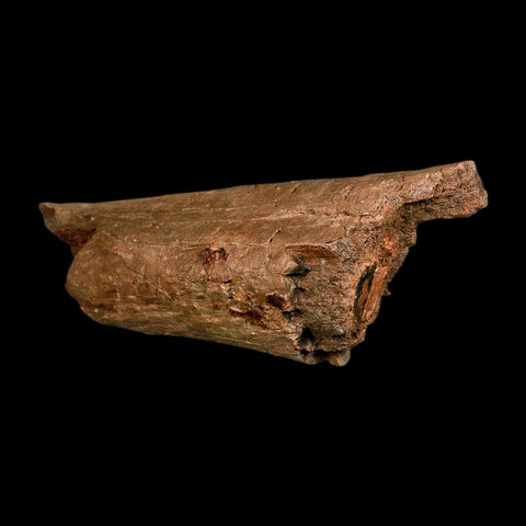 6.5" Triceratops Fossil Rib Bone Lance Creek FM Cretaceous Dinosaur Wyoming COA