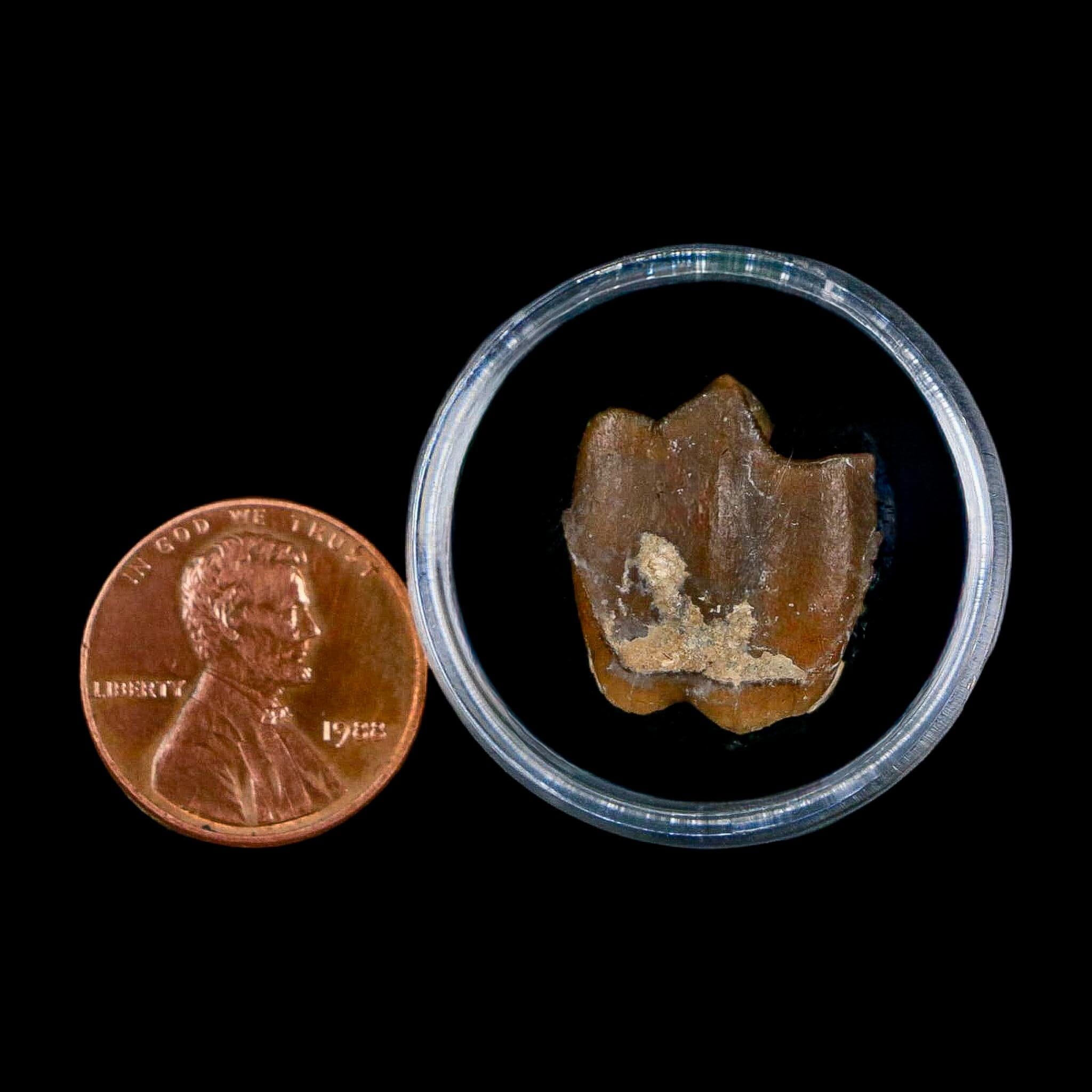 0.7" Running Rhino Hyracodon Nebrascensis Fossil Tooth South Dakota Badlands COA - Fossil Age Minerals