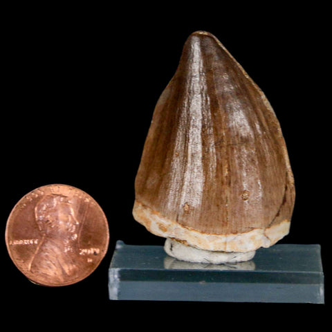 1.5" Mosasaur Prognathodon Fossil Tooth Cretaceous Dinosaur Era COA & Stand - Fossil Age Minerals