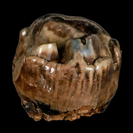 2.1" Rare Deinotherium Giganteum Fossil Tooth Miocene Deinothere Gracanica Bosnia COA