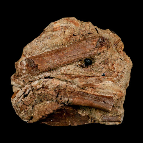 4.7" Edmontosaurus Fossil Ribs in Situ Lance Creek FM Cretaceous Dinosaur WY COA