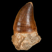 1.9" Mosasaur Prognathodon Fossil Tooth Cretaceous Dinosaur Era COA & Stand