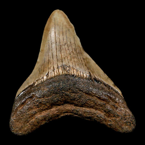 2.7" Quality Megalodon Shark Tooth Serrated Fossil Natural Miocene Age COA - Fossil Age Minerals