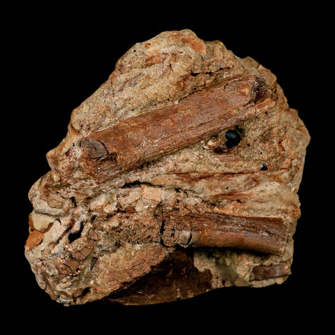 4.7" Edmontosaurus Fossil Ribs in Situ Lance Creek FM Cretaceous Dinosaur WY COA