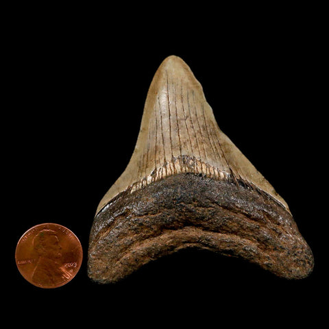 2.7" Quality Megalodon Shark Tooth Serrated Fossil Natural Miocene Age COA - Fossil Age Minerals