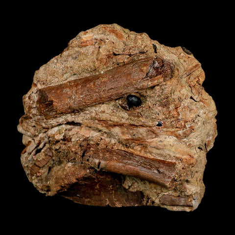 4.7" Edmontosaurus Fossil Ribs in Situ Lance Creek FM Cretaceous Dinosaur WY COA