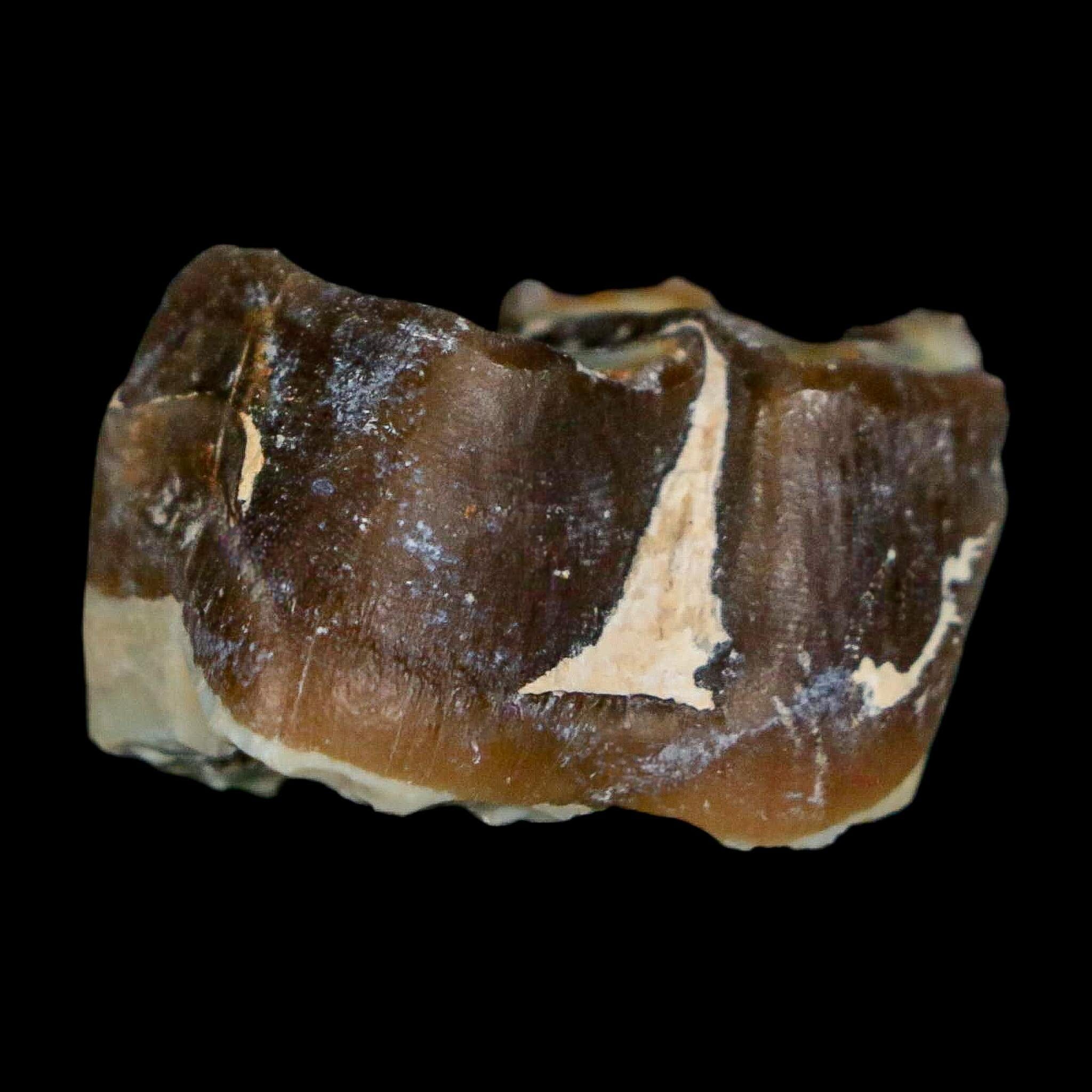0.9" Running Rhino Hyracodon Nebrascensis Fossil Tooth South Dakota Badlands COA - Fossil Age Minerals