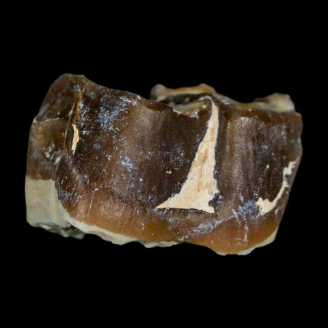 0.9" Running Rhino Hyracodon Nebrascensis Fossil Tooth South Dakota Badlands COA - Fossil Age Minerals