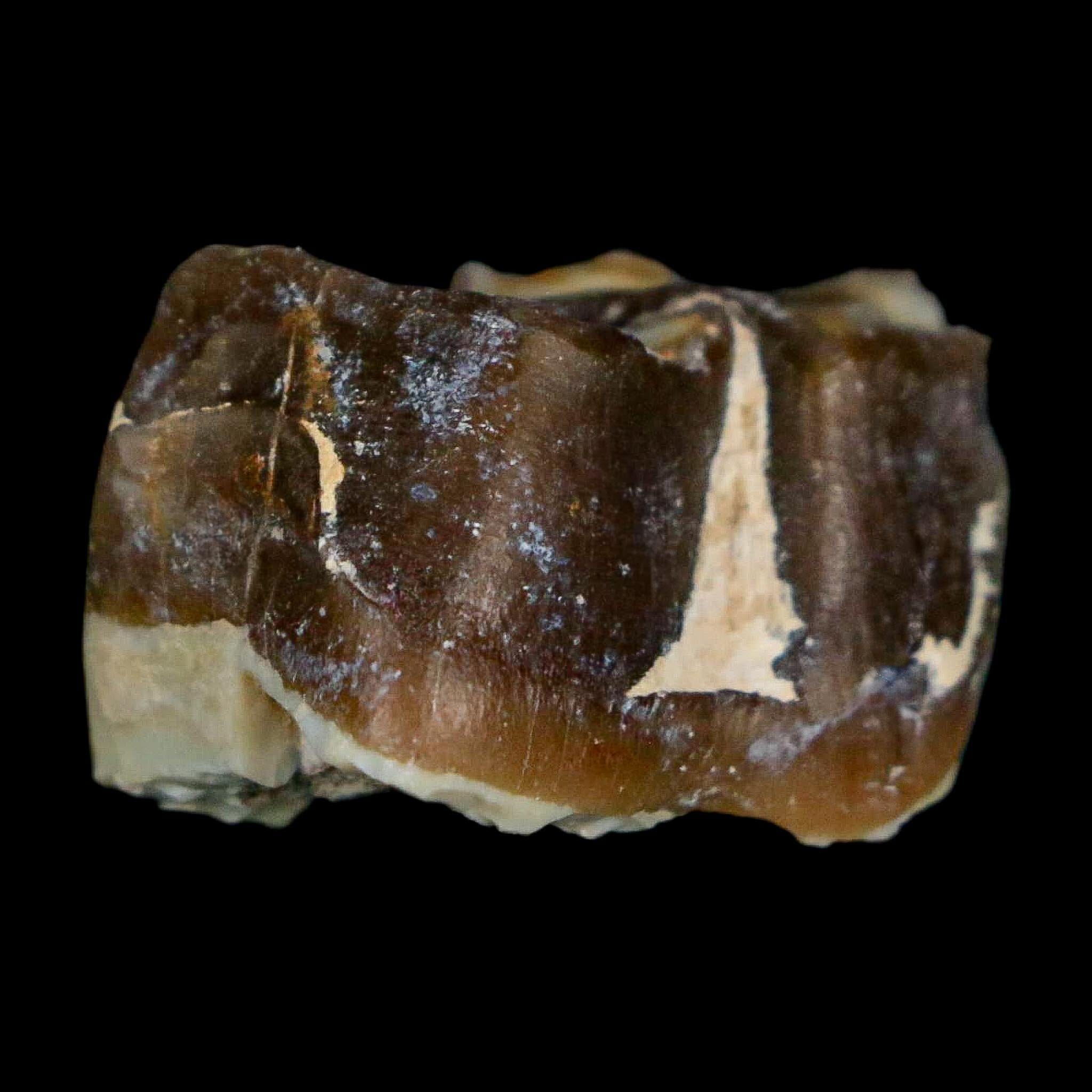 0.9" Running Rhino Hyracodon Nebrascensis Fossil Tooth South Dakota Badlands COA - Fossil Age Minerals