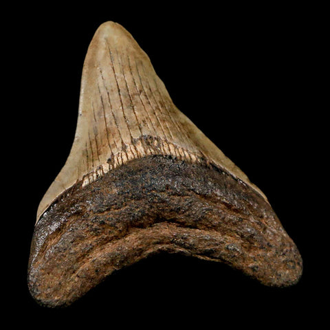 2.7" Quality Megalodon Shark Tooth Serrated Fossil Natural Miocene Age COA - Fossil Age Minerals