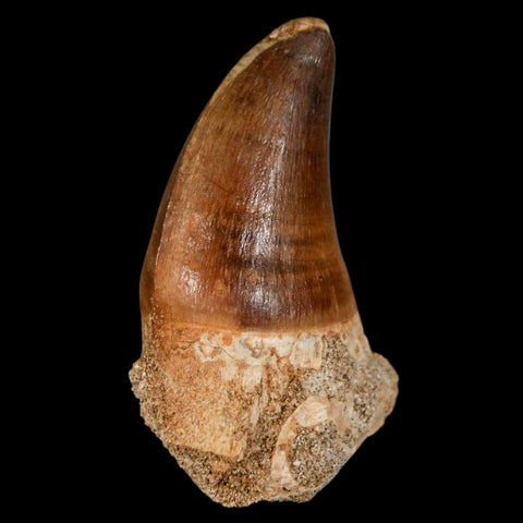 1.9" Mosasaur Prognathodon Fossil Tooth Cretaceous Dinosaur Era COA & Stand - Fossil Age Minerals