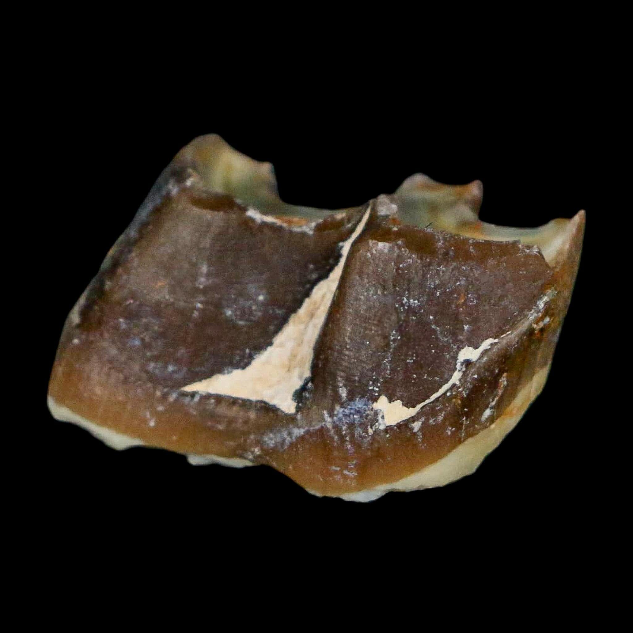 0.9" Running Rhino Hyracodon Nebrascensis Fossil Tooth South Dakota Badlands COA - Fossil Age Minerals