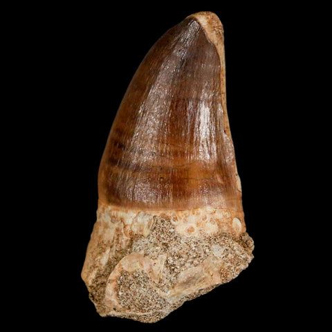 1.9" Mosasaur Prognathodon Fossil Tooth Cretaceous Dinosaur Era COA & Stand - Fossil Age Minerals