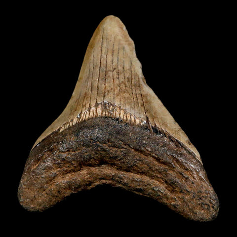 2.7" Quality Megalodon Shark Tooth Serrated Fossil Natural Miocene Age COA - Fossil Age Minerals