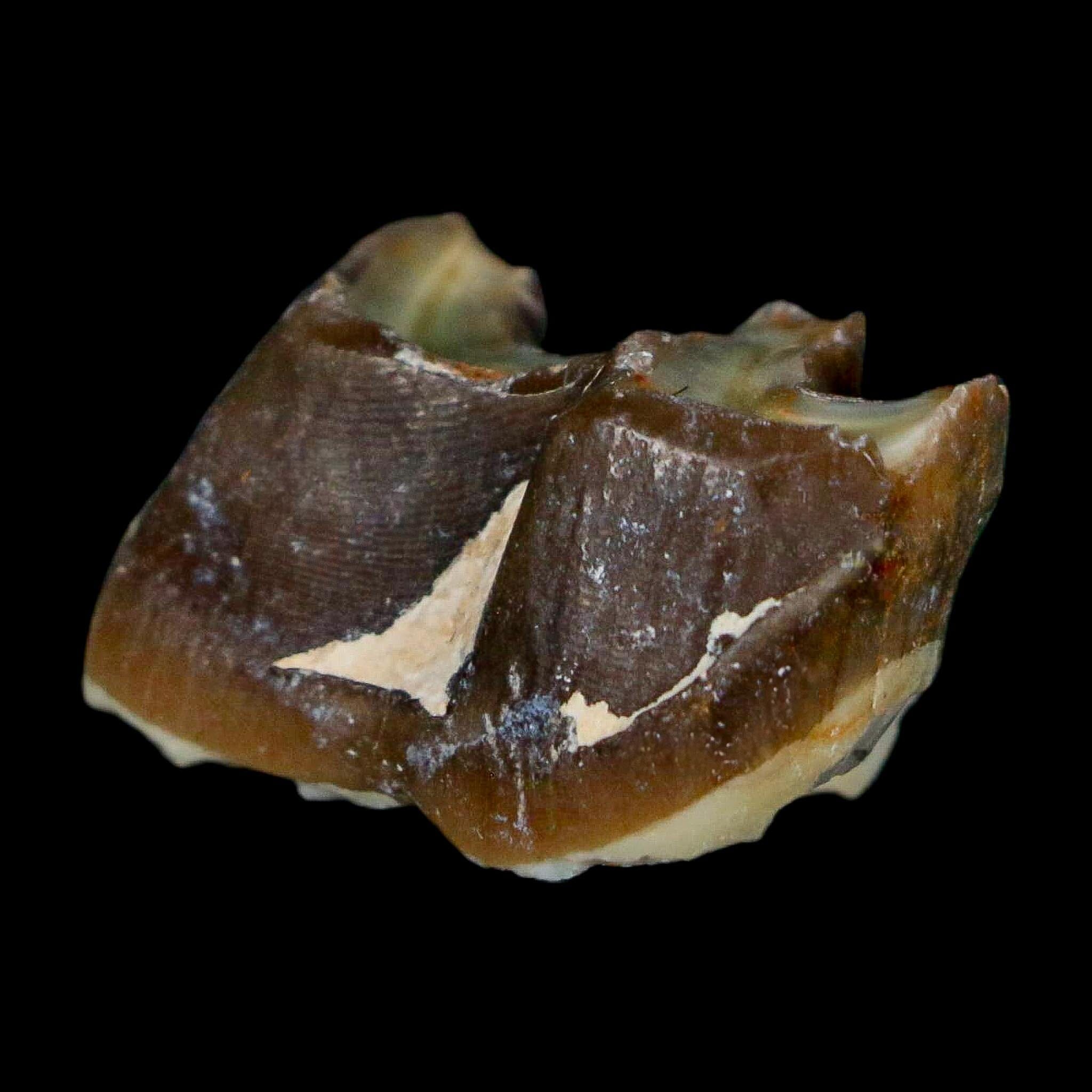 0.9" Running Rhino Hyracodon Nebrascensis Fossil Tooth South Dakota Badlands COA - Fossil Age Minerals