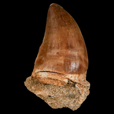 1.9" Mosasaur Prognathodon Fossil Tooth Cretaceous Dinosaur Era COA & Stand