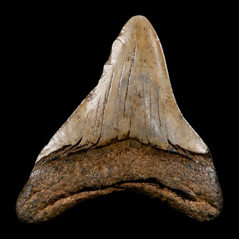 2.7" Quality Megalodon Shark Tooth Serrated Fossil Natural Miocene Age COA - Fossil Age Minerals