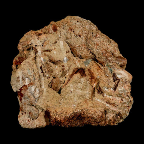 4.7" Edmontosaurus Fossil Ribs in Situ Lance Creek FM Cretaceous Dinosaur WY COA