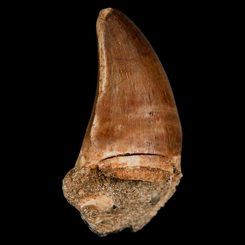 1.9" Mosasaur Prognathodon Fossil Tooth Cretaceous Dinosaur Era COA & Stand - Fossil Age Minerals