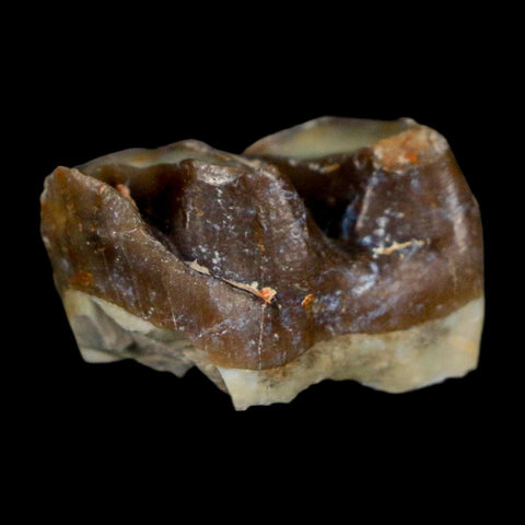 0.9" Running Rhino Hyracodon Nebrascensis Fossil Tooth South Dakota Badlands COA - Fossil Age Minerals