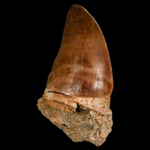 1.9" Mosasaur Prognathodon Fossil Tooth Cretaceous Dinosaur Era COA & Stand - Fossil Age Minerals