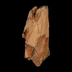 Tyrannosaurus Rex Fossil Collection