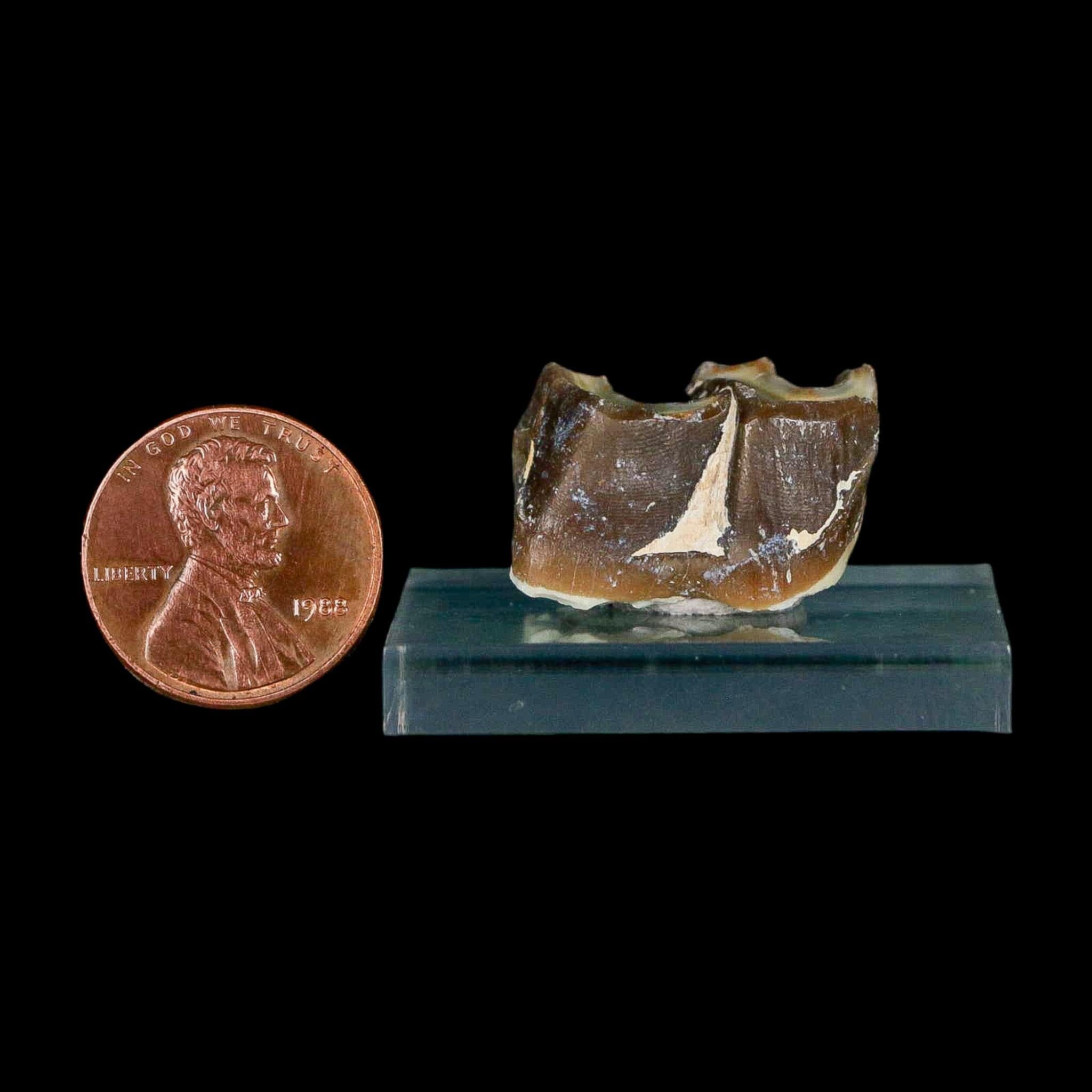 0.9" Running Rhino Hyracodon Nebrascensis Fossil Tooth South Dakota Badlands COA - Fossil Age Minerals