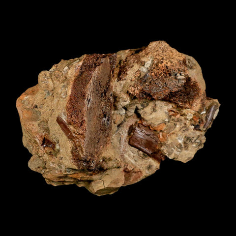 5.6" Edmontosaurus Fossil Bones And Tooth in Situ Lance Creek FM Dinosaur WY COA