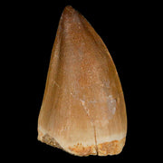 XL 2.1" Mosasaur Prognathodon Fossil Tooth Cretaceous Dinosaur Era COA & Stand