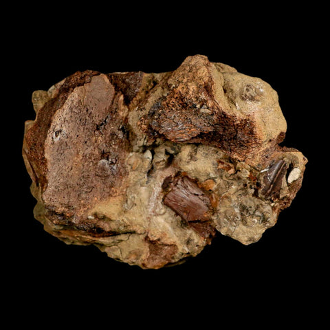 5.6" Edmontosaurus Fossil Bones And Tooth in Situ Lance Creek FM Dinosaur WY COA