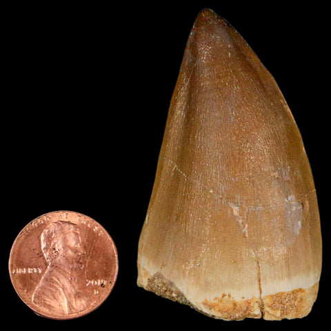 XL 2.1" Mosasaur Prognathodon Fossil Tooth Cretaceous Dinosaur Era COA & Stand - Fossil Age Minerals