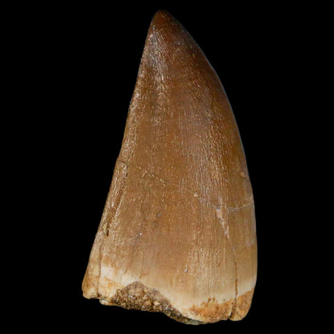XL 2.1" Mosasaur Prognathodon Fossil Tooth Cretaceous Dinosaur Era COA & Stand - Fossil Age Minerals