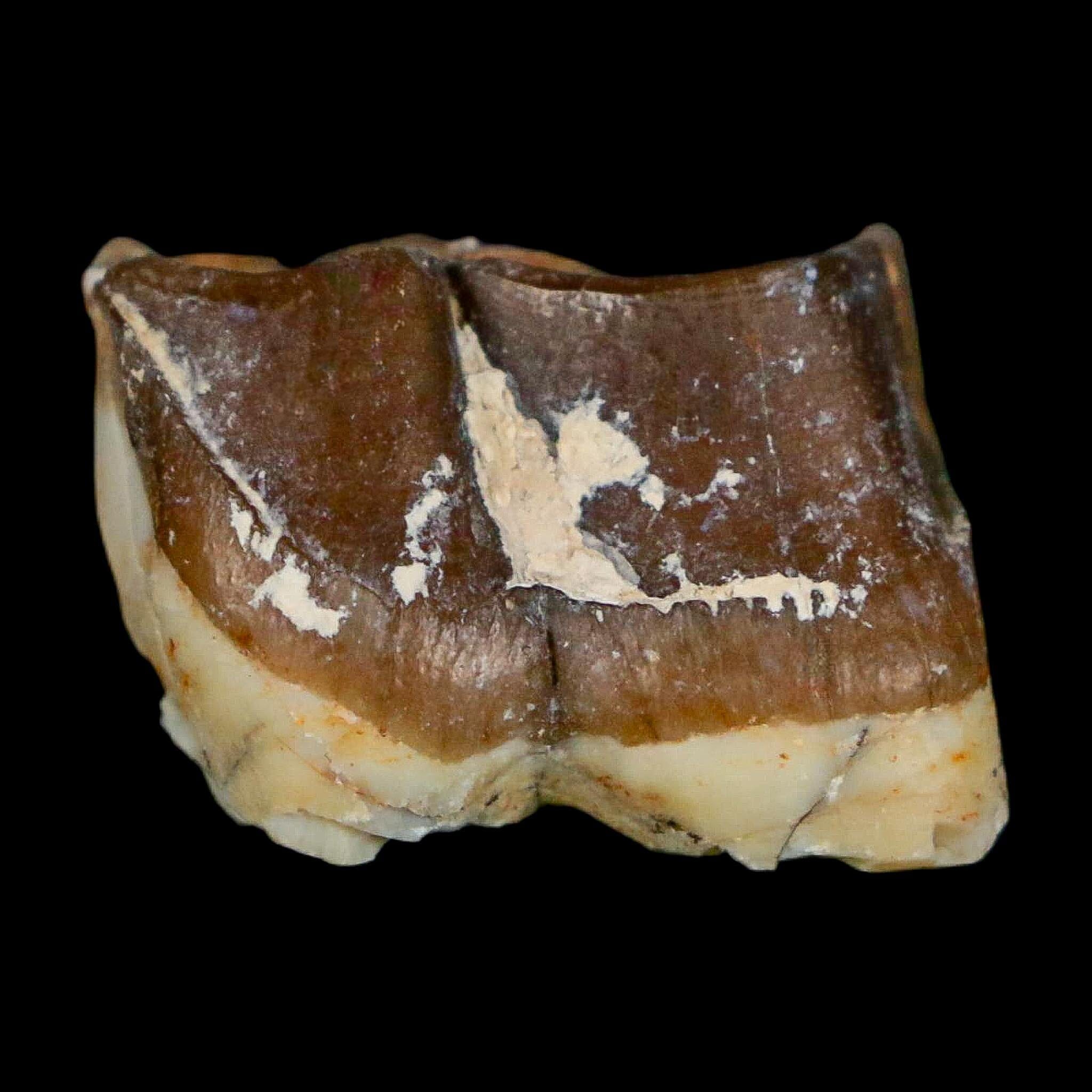 0.8" Running Rhino Hyracodon Nebrascensis Fossil Tooth South Dakota Badlands COA - Fossil Age Minerals
