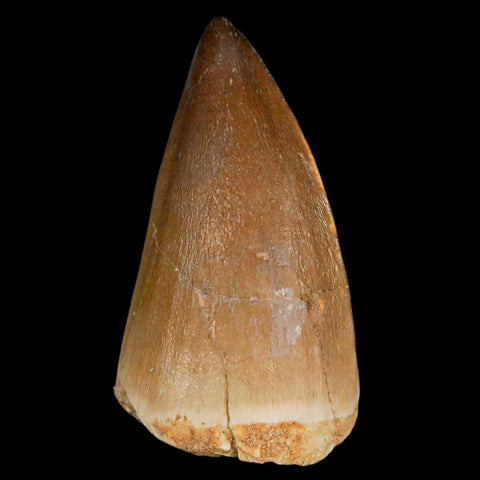 XL 2.1" Mosasaur Prognathodon Fossil Tooth Cretaceous Dinosaur Era COA & Stand - Fossil Age Minerals
