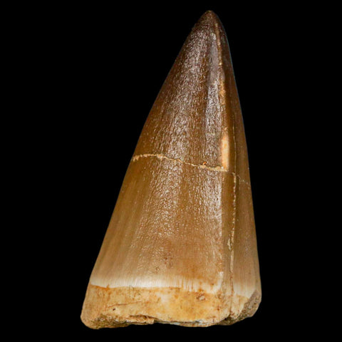 XL 2.1" Mosasaur Prognathodon Fossil Tooth Cretaceous Dinosaur Era COA & Stand - Fossil Age Minerals