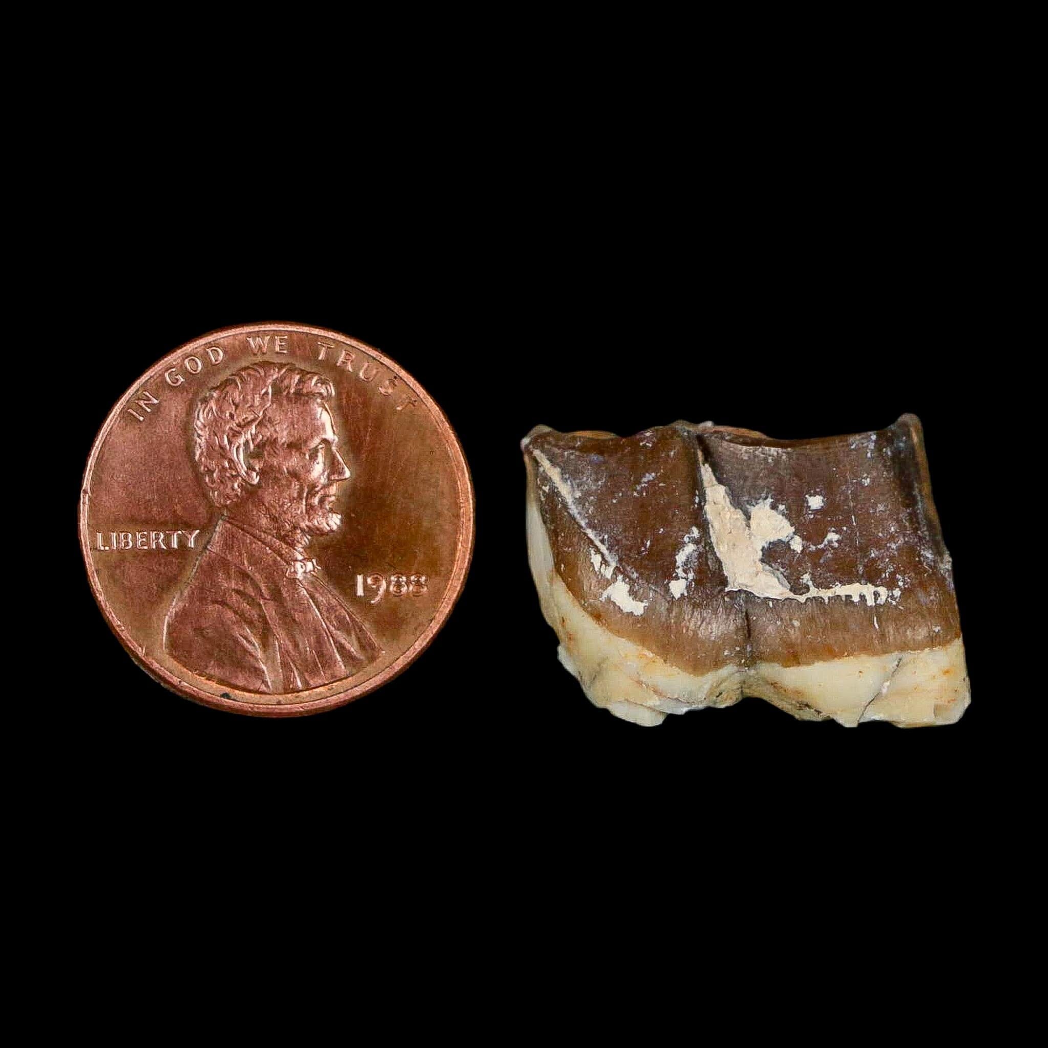 0.8" Running Rhino Hyracodon Nebrascensis Fossil Tooth South Dakota Badlands COA - Fossil Age Minerals