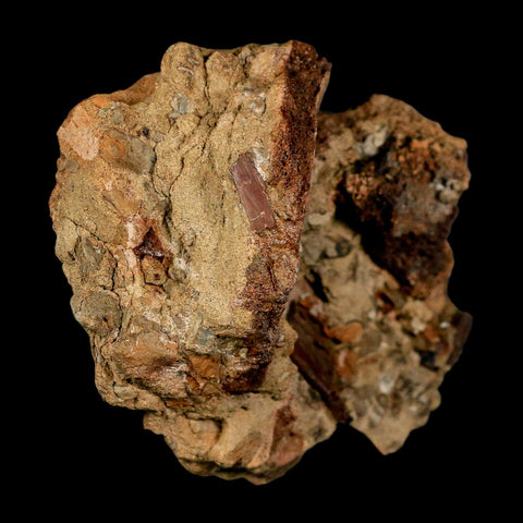 5.6" Edmontosaurus Fossil Bones And Tooth in Situ Lance Creek FM Dinosaur WY COA