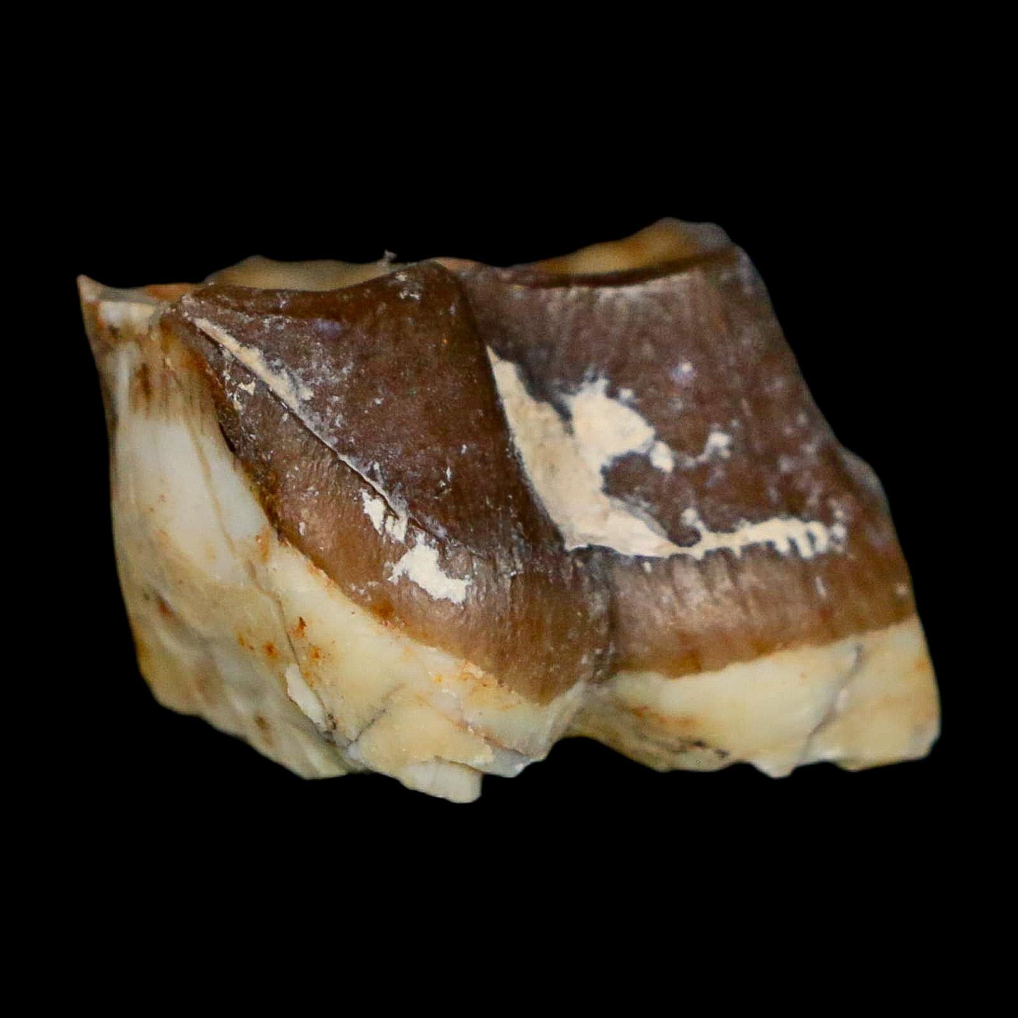 0.8" Running Rhino Hyracodon Nebrascensis Fossil Tooth South Dakota Badlands COA - Fossil Age Minerals