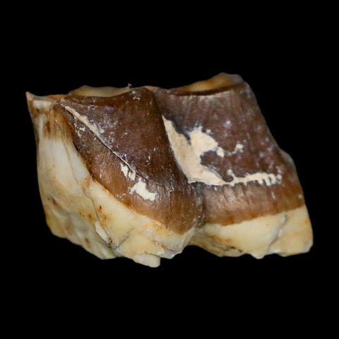 0.8" Running Rhino Hyracodon Nebrascensis Fossil Tooth South Dakota Badlands COA - Fossil Age Minerals