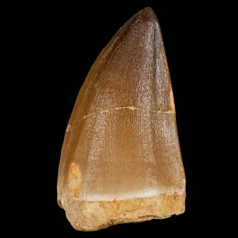 XL 2.1" Mosasaur Prognathodon Fossil Tooth Cretaceous Dinosaur Era COA & Stand - Fossil Age Minerals