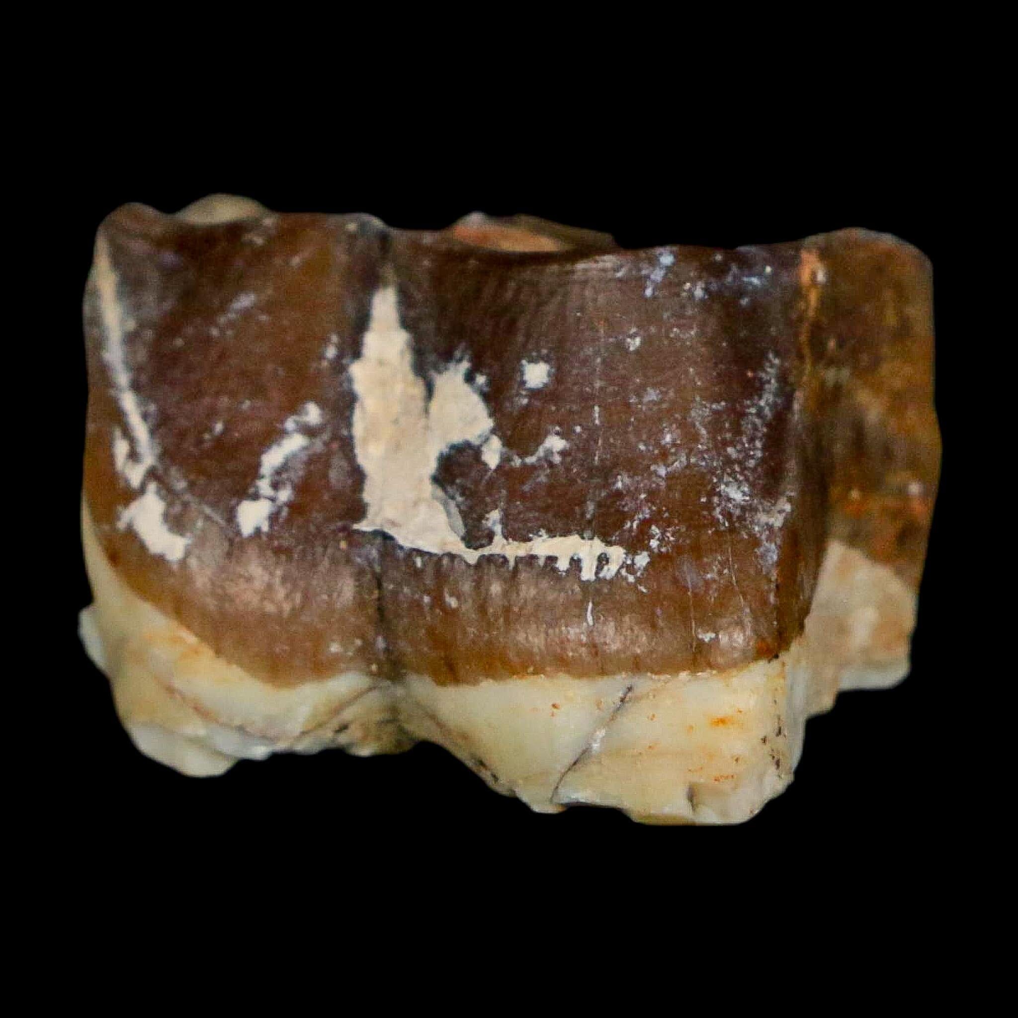 0.8" Running Rhino Hyracodon Nebrascensis Fossil Tooth South Dakota Badlands COA - Fossil Age Minerals