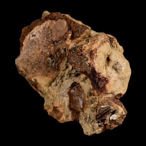 5.6" Edmontosaurus Fossil Bones And Tooth in Situ Lance Creek FM Dinosaur WY COA