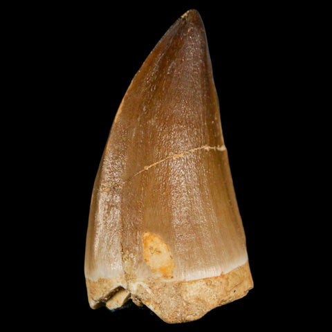 XL 2.1" Mosasaur Prognathodon Fossil Tooth Cretaceous Dinosaur Era COA & Stand - Fossil Age Minerals