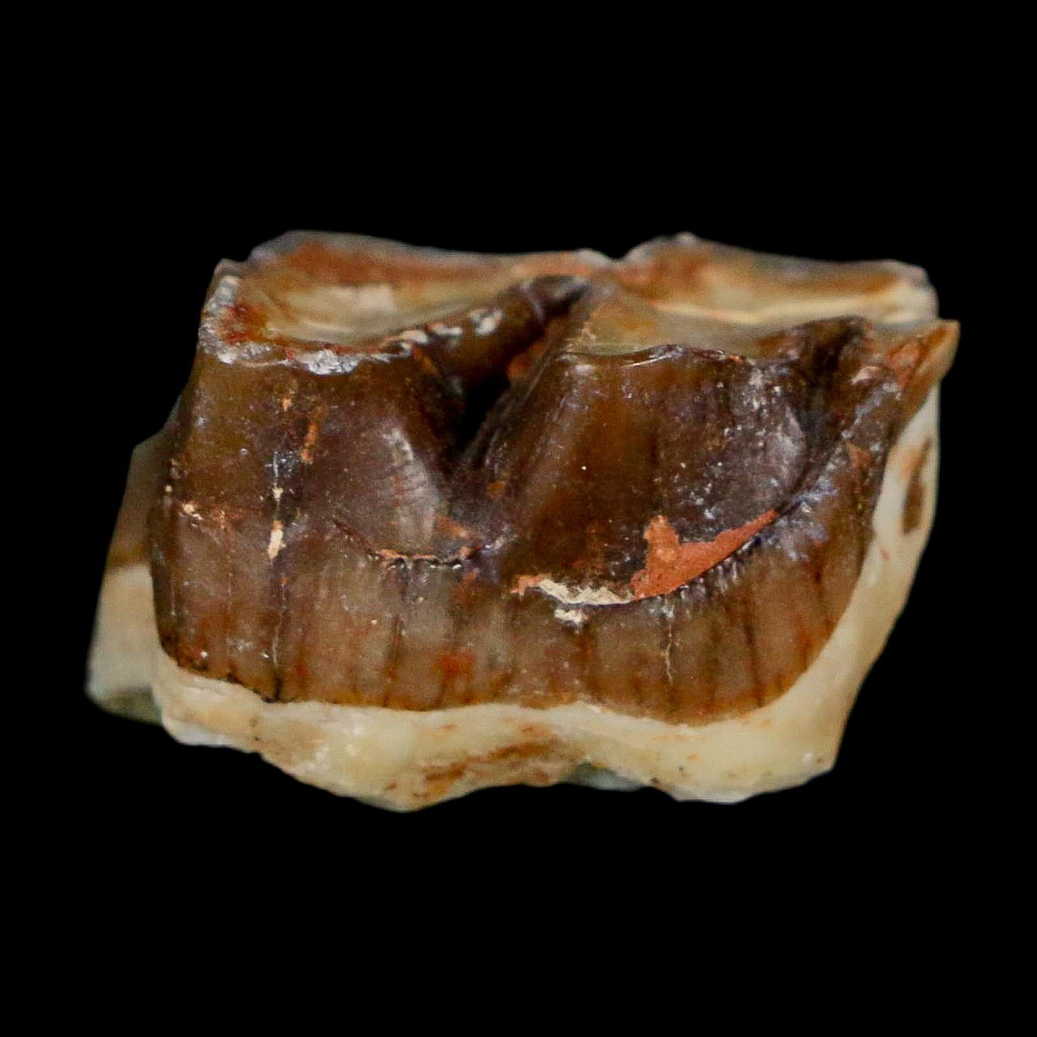 0.8" Running Rhino Hyracodon Nebrascensis Fossil Tooth South Dakota Badlands COA - Fossil Age Minerals