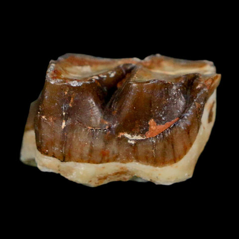 0.8" Running Rhino Hyracodon Nebrascensis Fossil Tooth South Dakota Badlands COA - Fossil Age Minerals