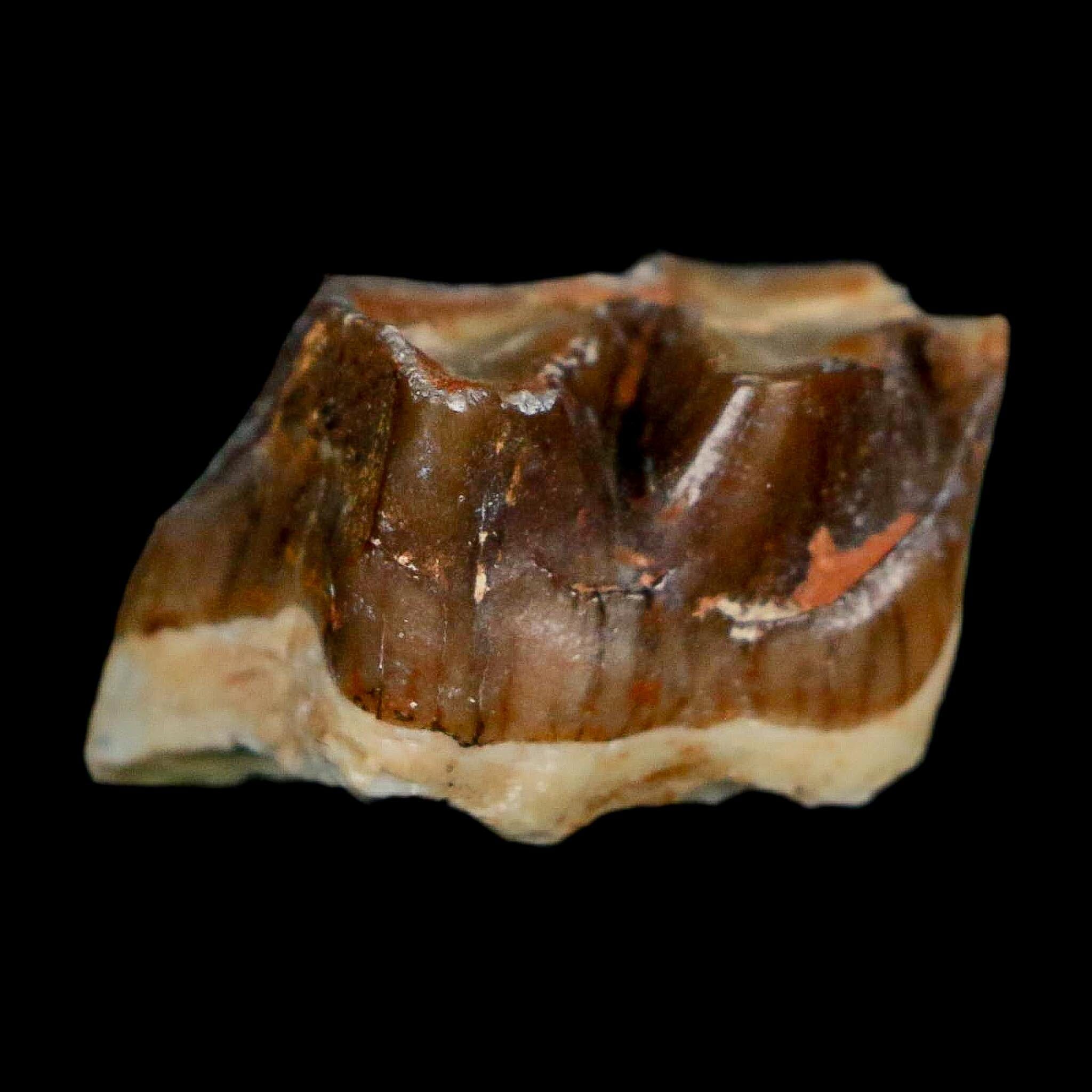 0.8" Running Rhino Hyracodon Nebrascensis Fossil Tooth South Dakota Badlands COA - Fossil Age Minerals