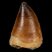 1.8" Mosasaur Prognathodon Fossil Tooth Cretaceous Dinosaur Era COA & Stand