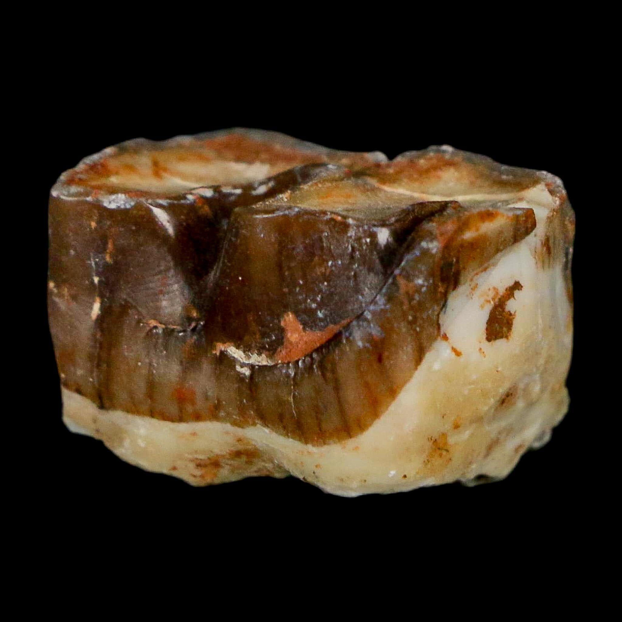 0.8" Running Rhino Hyracodon Nebrascensis Fossil Tooth South Dakota Badlands COA - Fossil Age Minerals