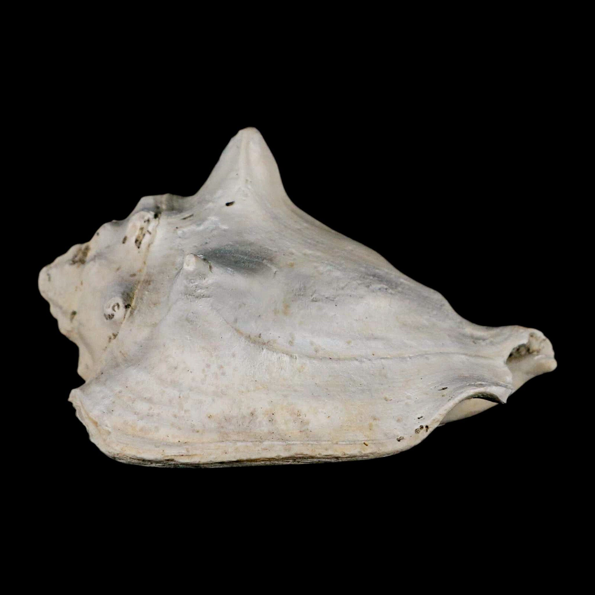 3.2" Strombus Bubonius Fossil Shell Gastropod Pliocene Age Almeria, Spain - Fossil Age Minerals